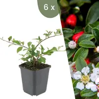Frank GmbH | 6 Dwergmispel Planten | Cotoneaster dammeri 'Major'| Winterharde bodembedekker planten | tuinplanten | Winterharde vaste planten meerjarig | Winterharde tuinplanten