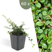 Plants by Frank | 60 Dwergmispel Planten | Cotoneaster praecox 'Streib's Findling' | Winterharde bodembedekker planten | tuinplanten | Winterharde vaste planten meerjarig | Winterharde tuinplanten