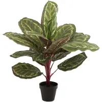 J-Line Peacock plant in pot plastiek groen