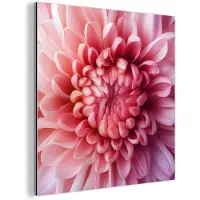 MuchoWow Aluminium schilderij 90x90 cm - Wanddecoratie metaal - Dahlia - Bloem - Close up - Roze - Metalen muurdecoratie woonkamer - Decoratie industrieel - Foto op dibond - Industriële accessoires slaapkamer