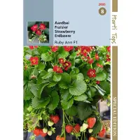Hortitops zaden - Aardbeien Hangaardbei Ruby Ann F1 BV - Ca. 7 zaden