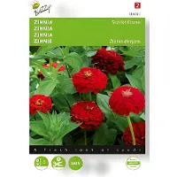 Buzzy - Zaden zinnia scarlet flame 1 gram