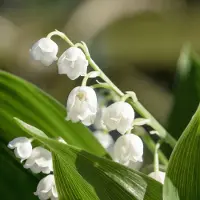 Garden Select Convallaria Majalis - 8 Wortelplanten - Lelie Van Dalen - Meiklokje - Winterhard