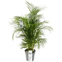 Beautanic Lifestyle Goudpalm (Dypsis Lutescens) D 27 H 150 Cm