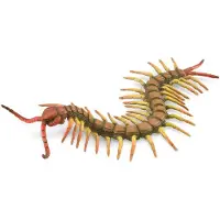 Collecta Figurine - Duizendpoot - (L) - Insecten - Handgeschilderd - Miniatuur