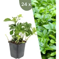 Frank GmbH | 24 Dikkemanskruid planten | Pachysandra terminalis 'Green Carpet' | Winterharde bodembedekker planten | tuinplanten | Winterharde vaste planten meerjarig | Winterharde tuinplanten
