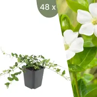 Frank GmbH | 48 Witte Maagdenpalm planten | Vinca minor 'Alba' | Winterharde bodembedekker planten | tuinplanten | Winterharde vaste planten meerjarig | Winterharde tuinplanten