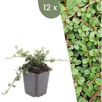 Frank GmbH | 12 Dwergmispel Planten | Cotoneaster praecox 'Queen of Carpets' | Winterharde bodembedekker planten | tuinplanten | Winterharde vaste planten meerjarig | Winterharde tuinplanten