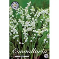 Dutch flower lady 5 Lelietjes Van Dalen Wortels Convallaria Majalis