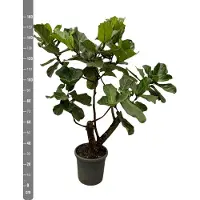 Green bubble Ficus Lyrata Bonsai struik - 160cm