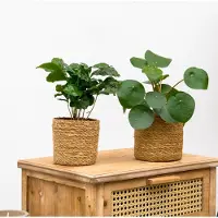 Green bubble Koffieplant + Pannenkoekenplant