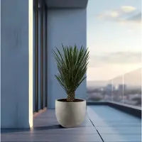 Green bubble Yucca Filifera - 130 cm