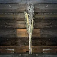 WDMT Droogboeket | white wash bloemen | 75 cm | Decoratieve droog bloemen | Dried flowers