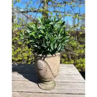 LeopoldFlora Kunst olijfboompje 40cm UV