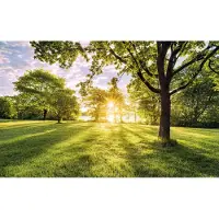 Overig Fotobehang Golden Moment - Groen - 2,50m X 400cm