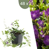 Frank GmbH | 48 Paarse Maagdenpalm planten | Vinca minor 'Atropurpurea' | Winterharde bodembedekker planten | tuinplanten | Winterharde vaste planten meerjarig | Winterharde tuinplanten