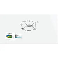 Sigel glasmagneetbord BE!BOARD superwit 240x120cm met magneten