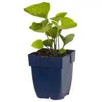 Griffioen - Brunnera macrophylla