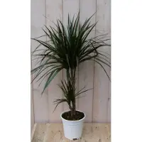 Warentuin Collection Drakenbloedboom Dracaena Fragrans Marginata Green/Groen H60-80 cm potmaat 19 cm 2 stammen kamerplant