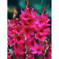 QFB Gardening Ixia Mabel | 25 stuks | Roze | Paars | Snijbloem | Geurend