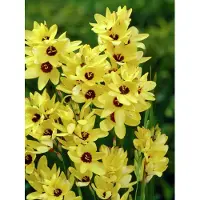 QFB Gardening Ixia Yellow emperor | 25 stuks | Geel | Snijbloem | 100% Bloeigarantie