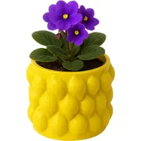 MISOU Citroenvaas - 10x10cm - Bloempot - met Citroenen - Plantenpot - Bloempotten - voor Binnen - en Buiten - Citroen - Vaas - Extra Small - Cement - CITRINE