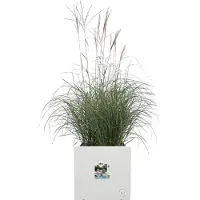 Elho Vivo Next Square 40 cm - White - B 40 x H 38 x 39 cm - Binnen en Buiten - 100% gerecycled kunststof