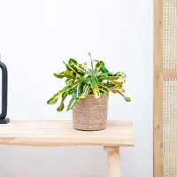 Green bubble Croton Codiaeum variegatum 'Mammi' - 30cm