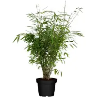 Hello Plants Fargesia Rufa - Ø 23 cm - Hoogte: 80 cm - Bamboe Plant