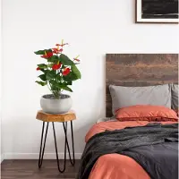 Maxifleur Kunstplanten Anthurium kunstplant 60cm - rood