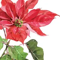 Ppd - Lunch servetten - Poinsettia rouge