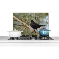 KitchenYeah Spatscherm keuken 70x50 cm - Kookplaat achterwand Vogel - Merel - Takken - Dieren - Muurbeschermer - Spatwand fornuis - Hoogwaardig aluminium