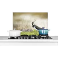 KitchenYeah Spatscherm keuken 60x40 cm - Kookplaat achterwand Vogel - Gras - Dieren - Natuur - Kievit - Muurbeschermer - Spatwand fornuis - Hoogwaardig aluminium