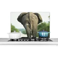 KitchenYeah Spatscherm keuken 80x55 cm - Kookplaat achterwand Olifant - Pad - Dieren - Natuur - Muurbeschermer - Spatwand fornuis - Hoogwaardig aluminium