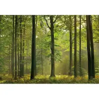 A.S. Création Fotobehang Autumn Forest DD118857 Designwalls Wit Papier 366 x 254 cm (8 delen) Goedkoop fotobehang