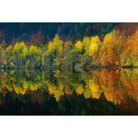A.S. Création Fotobehang Autumn Forest Lake DD118913 Designwalls Geel Vlies 384 X 260 cm (8 delen) Goedkoop fotobehang