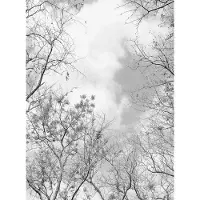 A.S. Création Fotobehang Tree Tops DD119124 Designwalls Groen Vlies 192 X 260 cm (4 delen) 3D Fotobehang