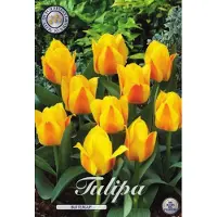 Dutch flower lady Buttercup Kaufmannia Tulpenbollen 10 stuks Bolmaat 12+