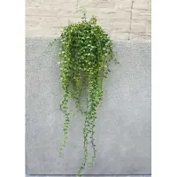 LeopoldFlora Callisia Repens Kunsthangplant - 70 cm - Groen