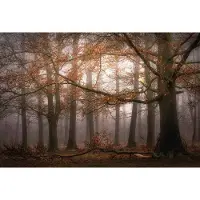 A.S. Création Fotobehang Foggy Autumn Forest DD119030 Designwalls Bruin Vlies 384 X 260 cm (8 delen) Fotobehang
