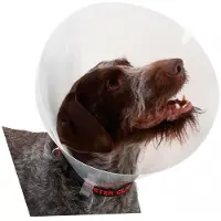 Buster Transparent Classic Collar