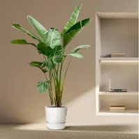 Everspring - Strelitzia Augusta Multi Stam - 250 cm - ⌀38 - Paradijsvogelplant - Grote Kamerplanten - Makkelijk te Verzorgen