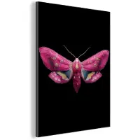 MuchoWow Aluminium schilderij 120x160 cm - Wanddecoratie metaal - Vlinder - Roze - Nachtvlinder - Metalen muurdecoratie woonkamer - Decoratie industrieel - Foto op dibond - Industriële accessoires slaapkamer