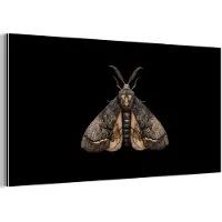 MuchoWow Aluminium schilderij 40x20 cm - Wanddecoratie metaal - Mot - Bladachtig - Grijs - Metalen muurdecoratie woonkamer - Decoratie industrieel - Foto op dibond - Industriële accessoires slaapkamer