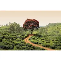 A.S. Création Fotobehang Red Tree and Hills in Sri Lanka DD118901 Designwalls Groen Vlies 384 X 260 cm (8 delen) 3D Fotobehang