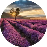 A.S. Création Fotobehang Lavender in the Provence DD119192 Designwalls Geel Vlies 140 x 140 cm (3 delen) Fotobehang online webshop