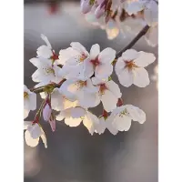 A.S. Création Fotobehang Cherry Blossoms DD119174 Designwalls Roze Vlies 192 X 260 cm (4 delen) Fotobehang online webshop