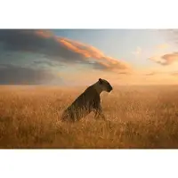A.S. Création Fotobehang Lioness DD118921 Designwalls Zwart Antraciet Vlies 384 X 260 cm (8 delen) Fotobehang