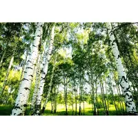 A.S. Création Fotobehang Sunshine Forest DD119012 Designwalls Geel Vlies 384 X 260 cm (8 delen) 3D Fotobehang