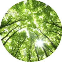 A.S. Création Fotobehang Sunny Forest DD119185 Designwalls Groen Vlies 140 x 140 cm (3 delen) Fotobehang